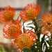 ...vorrei citare il nutan, un bellissimo fiore esotico color arancio che esprime affetto. Perch  proprio questo il bello del nostro mestiere: vivere ogni giorno offrendo al mondo profumi, colori ed emozioni
